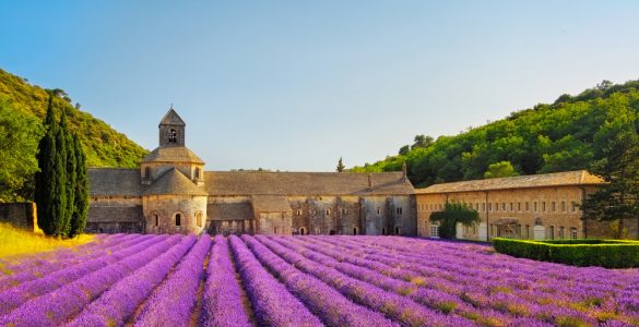 Bu Yaz Lavanta Tarlaları Arasında: Provence