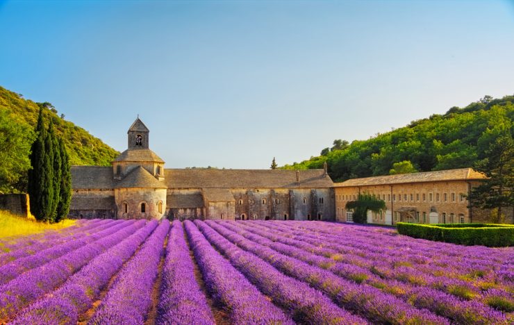 Bu Yaz Lavanta Tarlaları Arasında: Provence
