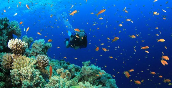 Kışın Deniz Altında Vakit Geçirilebilecek 5 Cennet