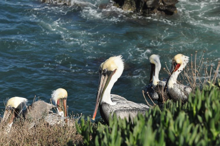 San Diego: Amerika’nın En Yaşanılası Şehri - La Jolla