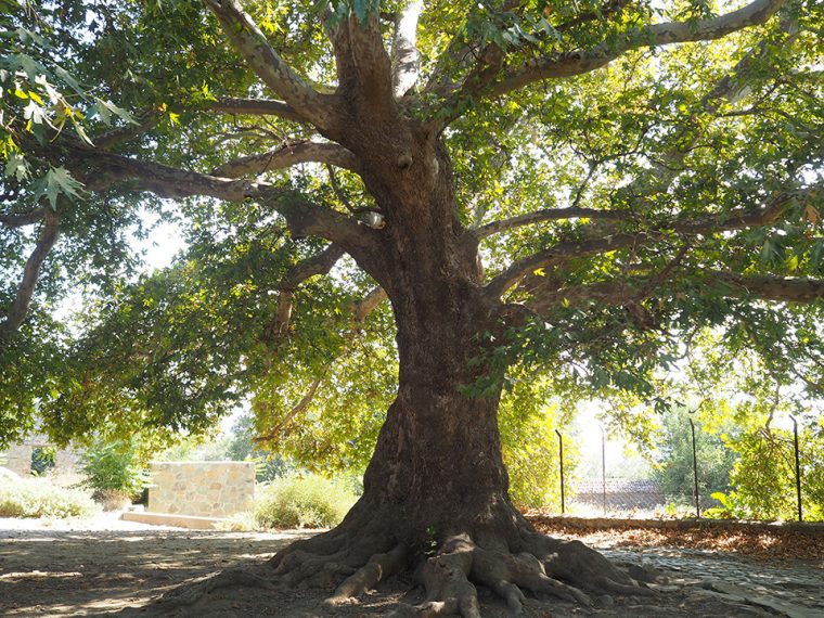 Kekik Kokulu Rüzgarlı Ada | Köyleri - Eski Bademli Köyü