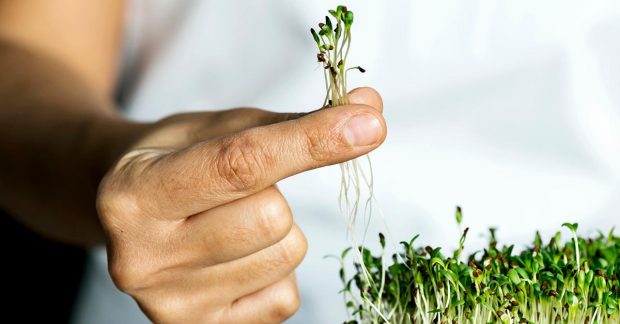 Mikro Filizlendirme ve Mucizeleri | DenemenLazım